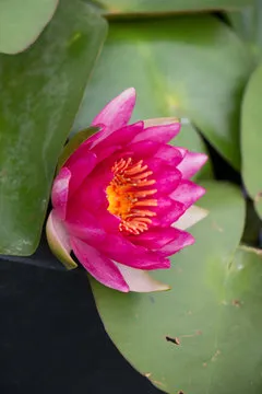 技术架构师